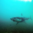 죠스게임장 이미지