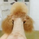 요크독애견샵 이미지