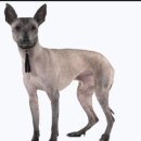 도그문(DOG MOON) 이미지