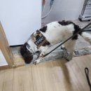 한국특수탐지견센터 이미지