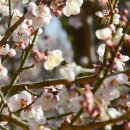 시례호박소 | 밀양 매화명소 코스 갈만한곳 | 밀양향교 무봉사 천진궁 | 경남 가볼만한곳