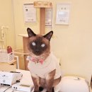 우리집강아지예쁘개 이미지