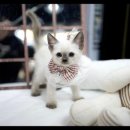 아담스펫 강아지분양 고양이분양 강남점 이미지