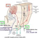 cerebellum 소뇌가 먼가요? 이미지