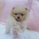 내품안의반려견 노원점 이미지