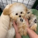 파밀리에드마스코타 천안두정점 천안강아지분양 천안고양이분양 이미지