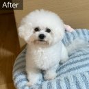 댕스미스 애견미용 이미지