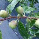 고리봉농장 이미지