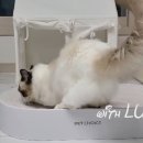 초이스 그루밍 이미지