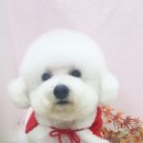 블링블링펫미용 이미지