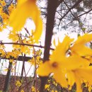 삼주메타 이미지