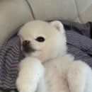 알팀도그
