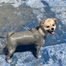 상낙월공중목욕장 | [보령] 머드축제 반려견 머드체험장 방문 후기