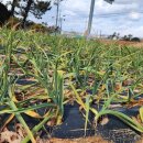 영암군농업기술센터 이미지