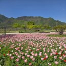 천성산체육공원 (족구장) | 양산 가볼만한곳 황산공원｜봄꽃 유채꽃 튤립 절경 가족 나들이 코스 추천
