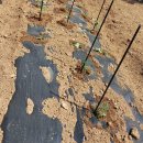 남악농장 이미지