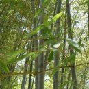 광주사직공원 이미지