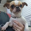 솜사탕 애견미용실 이미지