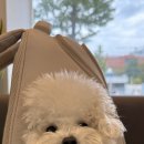 올케어 동물의료센터 이미지