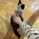 하늘을 걷는 고양이 카페 | 서울 동작구 이수역 학생 놀거리 데이트 추천 하늘을걷는 고양이카페