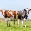 이돈까스 이미지