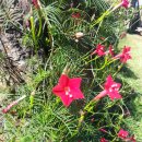 제주 우찌 이미지