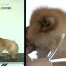 링크애견샵 이미지