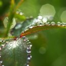 아침이슬 이미지