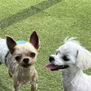 라운지 도그 이미지