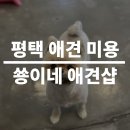 쑝이네 애견샵 이미지