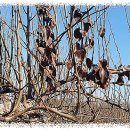 농업회사법인 남해(주) | 2026. 2월 배 재배 기술 정보