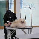 안산에이스 애견미용학원 네이버블로그