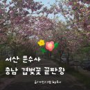 (주)고려비엔피 | 핑크빛 터널 서산 문수사 겹벚꽃 실시간 개화시기 주차 명소 정리, 충남 가볼만한곳 추천