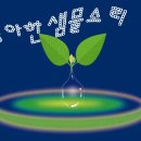 청샘