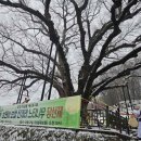 남원 진기리 느티나무 이미지