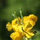 애기똥풀 이미지