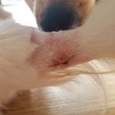 동락공원 반려동물 놀이터 이미지