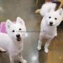 어서오시개 네이버블로그