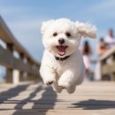 프리제(frise) 이미지