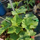 하늘농장 이미지