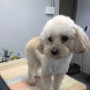 내일더예쁘개 이미지