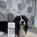 (주)레이지독 이미지