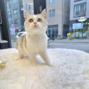 일산고양이분양 라라캣츠 이미지