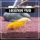 적 | 네이처팜 샌드 레드 슈가 사이즈 적사 후기 적사항 레이아웃