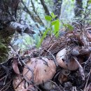 송이만찬 이미지