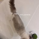 연두 | [비만 고양이 다이어트] 고양이 비만 원인부터 다이어트 방법까지｜연두의 실제 다이어트 후기