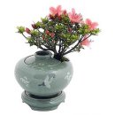 라피오레 이미지