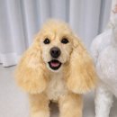 조양로33번길 | 코카 스패니얼 아트돌 제작 후기｜반려견을 닮은 양모펠트 인형 완성｜홍성공방｜리펫