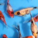 안성비단잉어 이미지