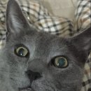 메디테스 이미지